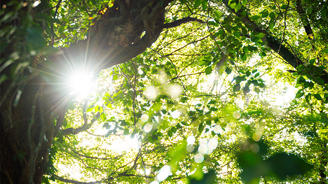 Des arbres ? Oui ! Mais pourquoi ?