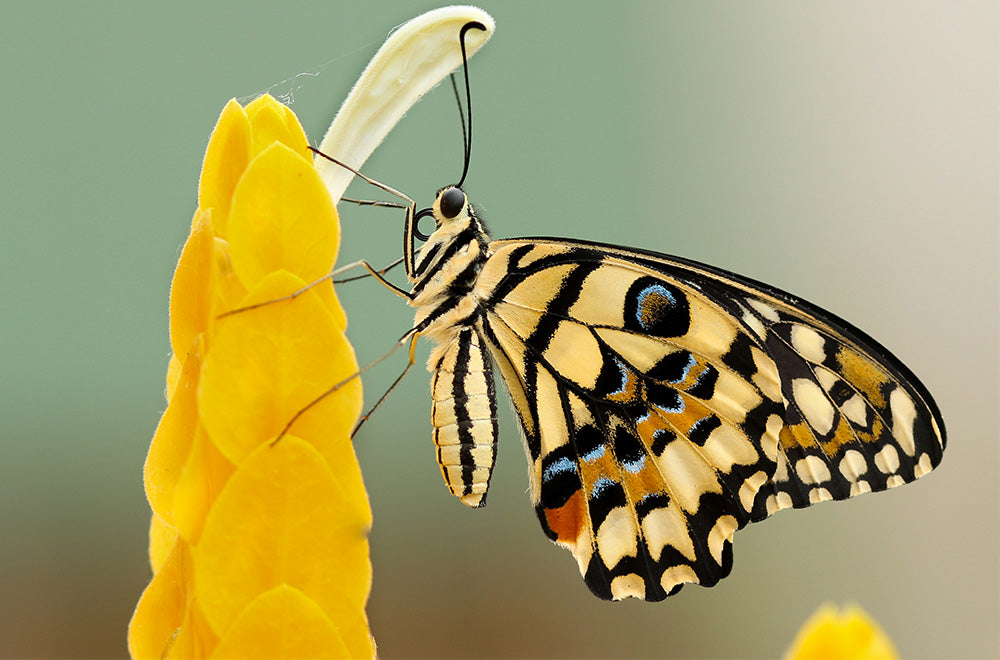 Macro-photographie d'un papillon aux ailes jaunes, noires et bleues posé sur une fleur jaune vif, sur fond vert et beige flouté.